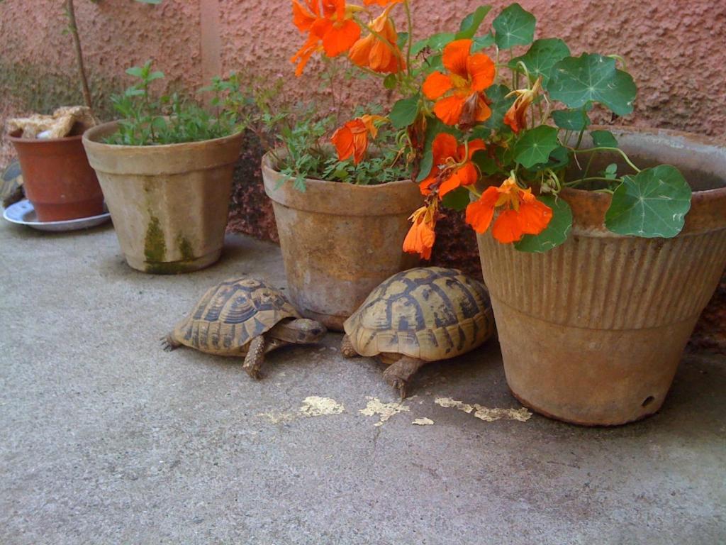 Apartment Garden View