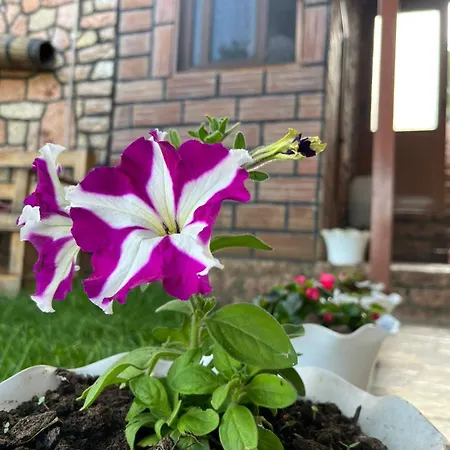 Vokopola Villa-3