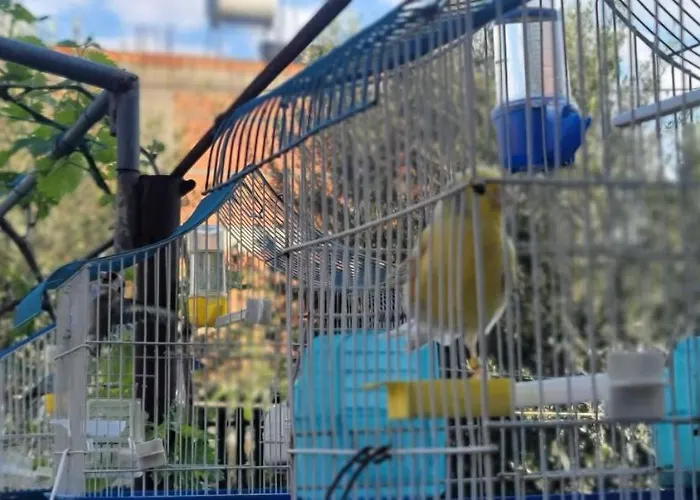 Teba Garden'S Villa Tirana